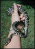 Scar (coastal carpent python)
