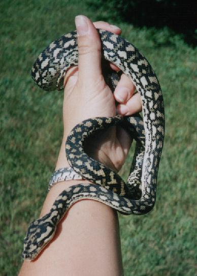 Scar (coastal carpent python)