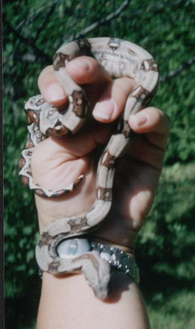 Syrius (BCI)