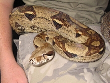 Genetic stripe