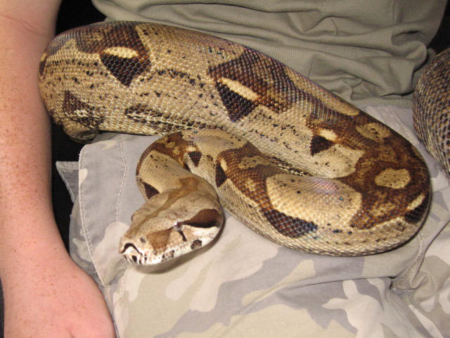 Genetic stripe