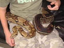 Genetic stripe