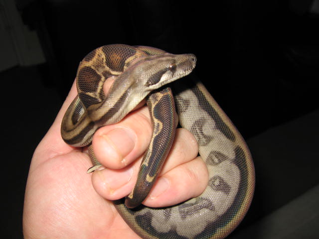CA MOTLEY