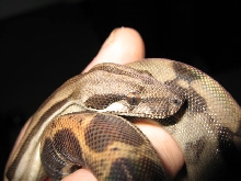 CA Motley