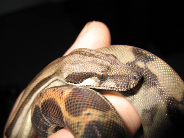 CA Motley