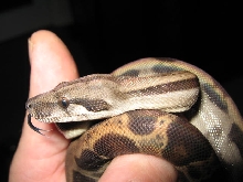 CA Motley