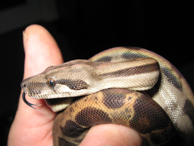 CA Motley