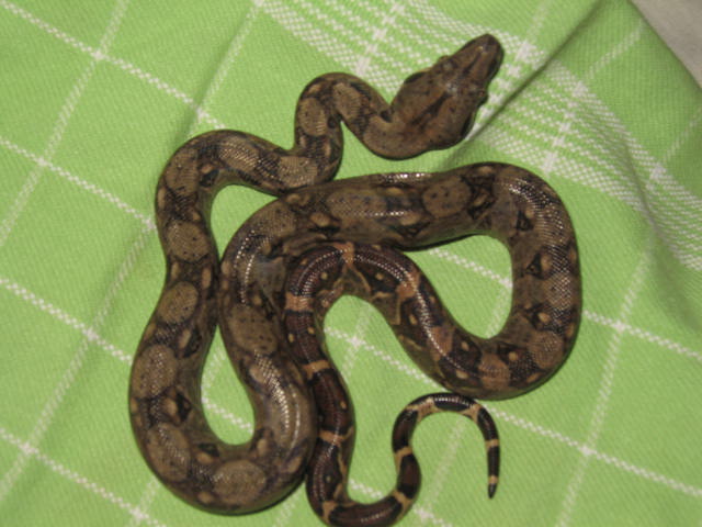 El salvador boa