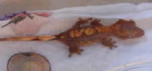 My New Crested Gecko