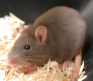 Female Rat