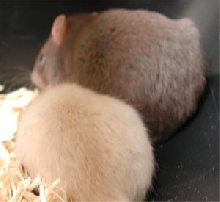 Male and female rats