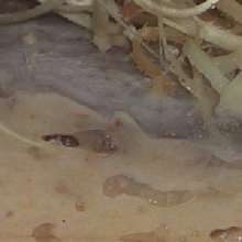 Fruit Fly container with mold.