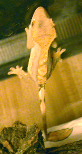 Crested Gecko (Firemaw)