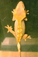 Crested Gecko (Flamegor)