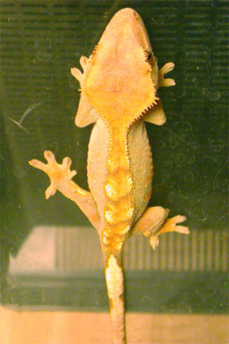 Crested Gecko (Flamegor)