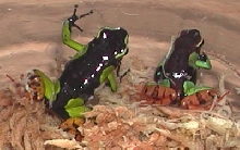 Mantella