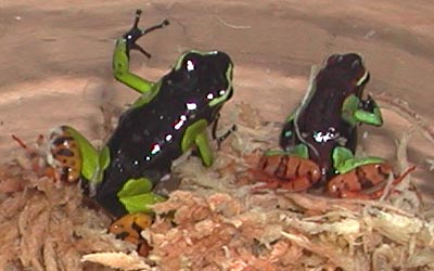 Mantella
