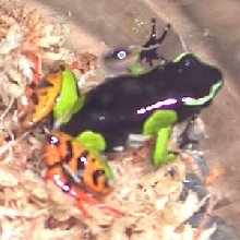 Mantella