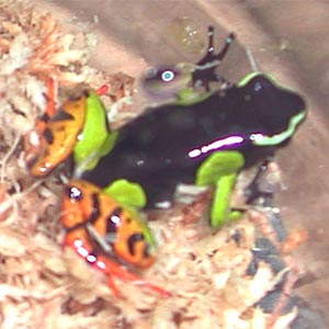 Mantella