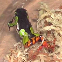 Mantella