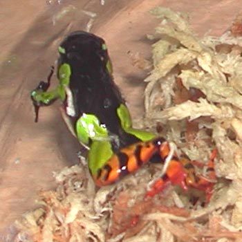 Mantella