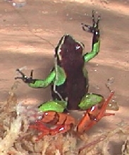 Mantella