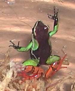 Mantella