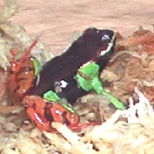 Mantella