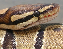 Jaws - Ball Python
