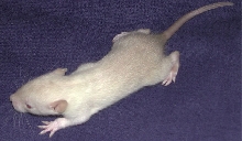 Baby Siamese Rat