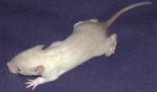 Baby Siamese Rat