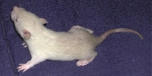 Baby Siamese Rat
