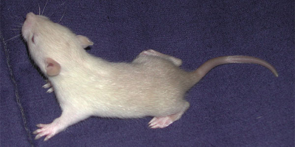 Baby Siamese Rat