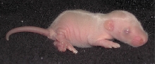 Baby rat.