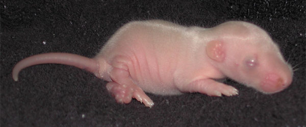 Baby rat.