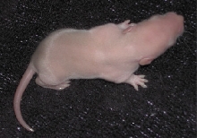 Baby Rat