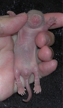Baby Rat