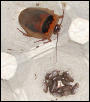 Baby Blaptica dubia