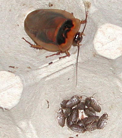 Baby Blaptica dubia