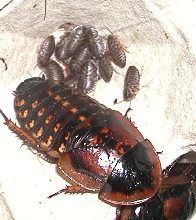 Baby Blaptica dubia