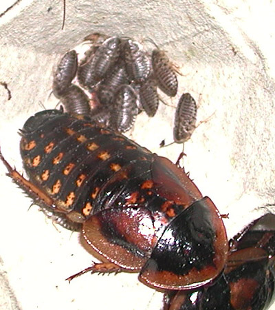 Baby Blaptica dubia