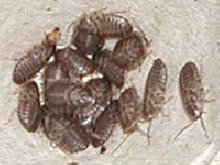 Baby Blaptica dubia