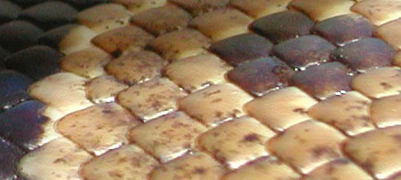 Jaws' Scales
