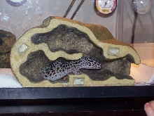 Gecky in his hide