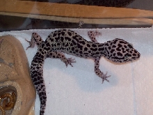 Gecky too