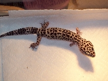 Gecky
