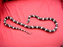 Crikey the king snake needs a new home