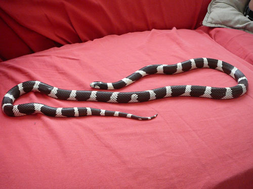 unthinkit.com selling crikey the kingsnake