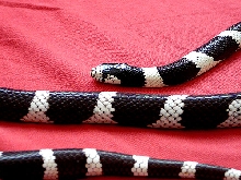 unthinkit.com selling crikey the kingsnake
