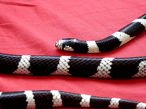 unthinkit.com selling crikey the kingsnake